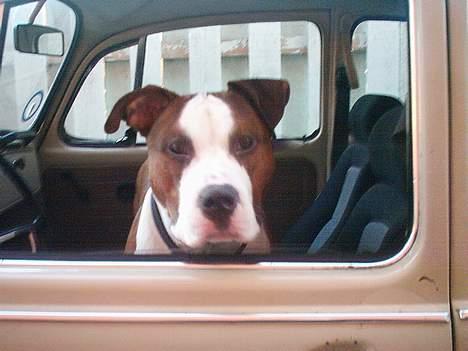 Amerikansk staffordshire terrier Keiko - Hvad vil du ?? billede 18