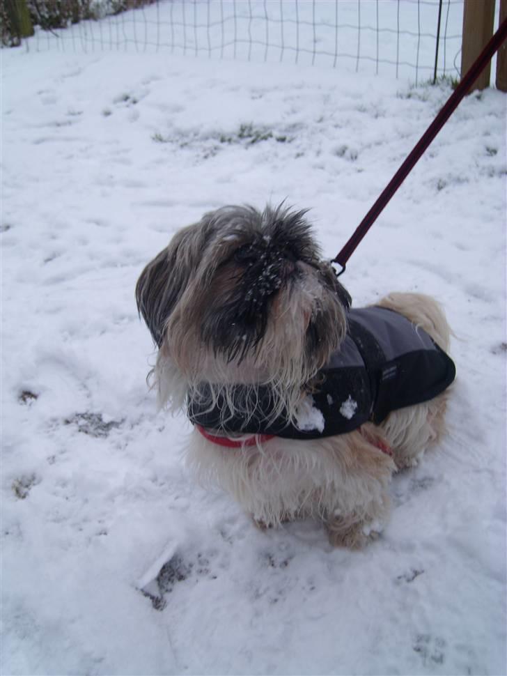 Shih tzu malu og milla her - hendes mor og far billede 1