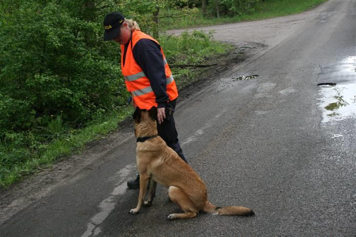 Malinois Cabby (Søholms Capone) * DØD * - 13/05-2007: Cabby ude at træne rundering - først skal man sidde pænt på plads og vente på kommandoen (10 mdr.)... billede 18