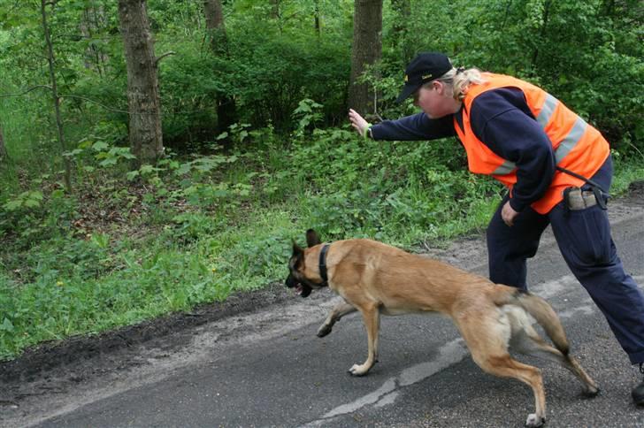 Malinois Cabby (Søholms Capone) * DØD * - 13/05-2007: Og så fuld knald på ved kommando (10 mdr.)... billede 19