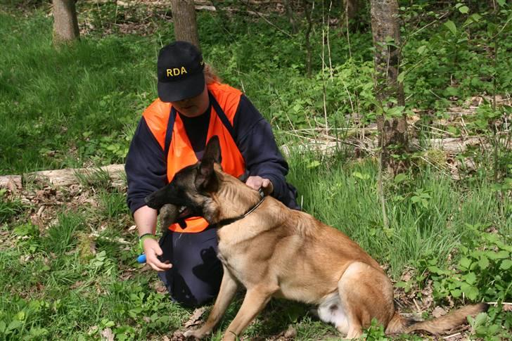 Malinois Cabby (Søholms Capone) * DØD * - 13/05-2007: Og masser af ros når man har halset af figuranten og fået sin elskede bidepølle med hjem (10 mdr.)... billede 20