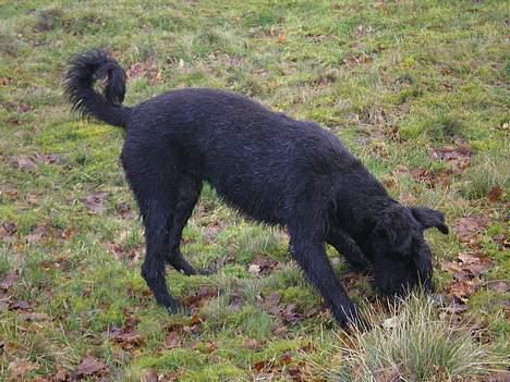 Riesenschnauzer Fanta billede 6