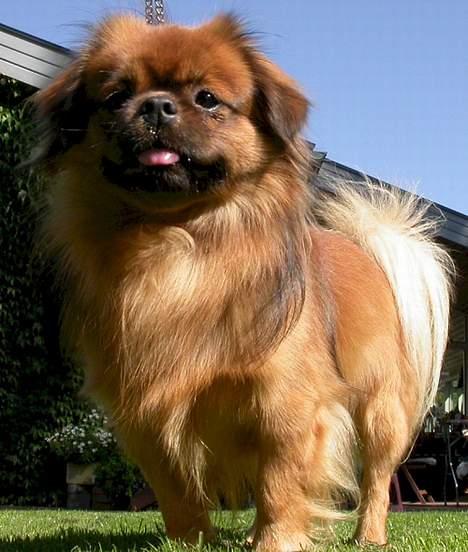 Tibetansk spaniel Sommerlyst´s Don Cimba Zu - Sommerlyst´s Don Cimba Zun billede 1