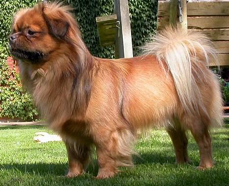 Tibetansk spaniel Sommerlyst´s Don Cimba Zu billede 2