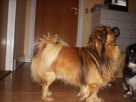 Tibetansk spaniel Sommerlyst´s Don Cimba Zu billede 4