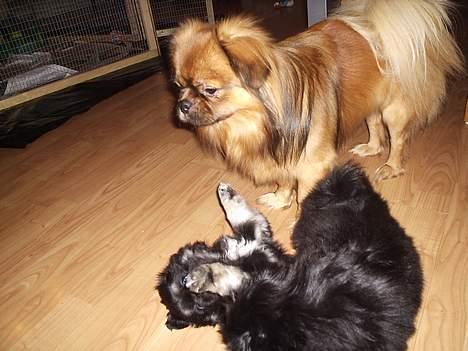 Tibetansk spaniel Sommerlyst´s Don Cimba Zu billede 5