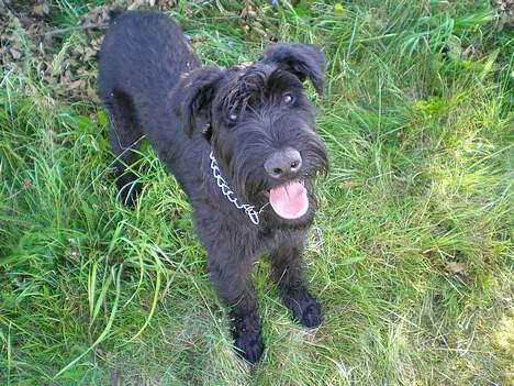 Riesenschnauzer Fanta billede 8