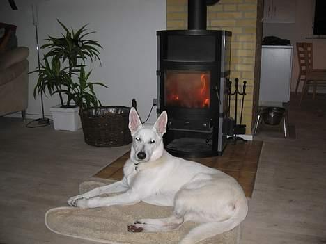Hvid schæfer Albert - Det er dejligt at ligge foran brændeovnen. billede 6