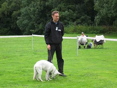 Hvid schæfer Albert - Dennis og Albert til Alberts første skue. billede 7