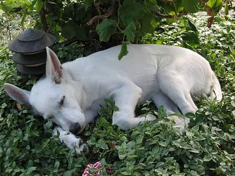 Hvid schæfer Albert - Uha, hvor er det trættende at være til :-) billede 8