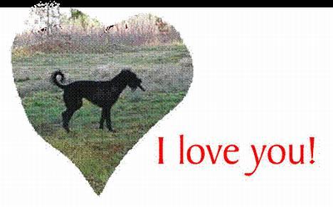 Riesenschnauzer Fanta - I Love You billede 10
