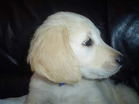 Golden retriever chico billede 7