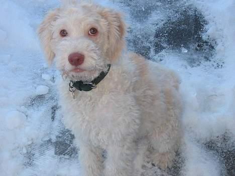 Lagotto romagnolo Crisantemo Lapinlumon - Jan. 04 billede 2