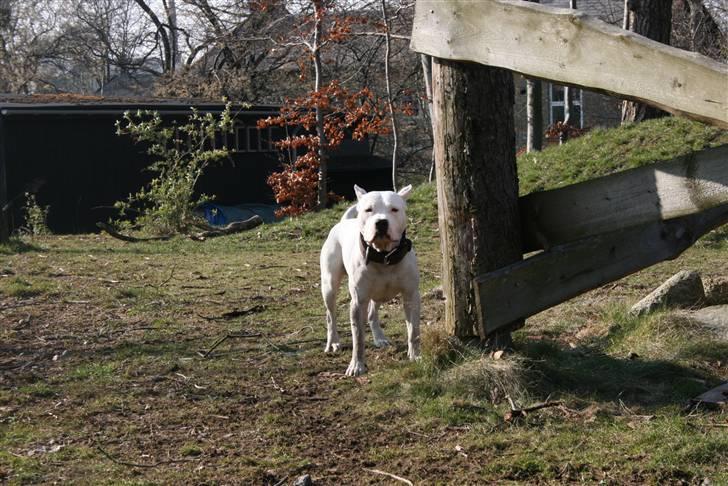 Amerikansk staffordshire terrier Clinton - 28/03-08 billede 1