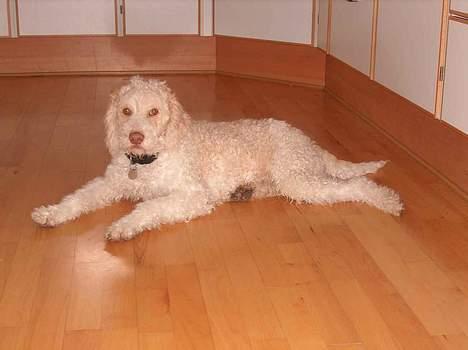 Lagotto romagnolo Crisantemo Lapinlumon billede 4