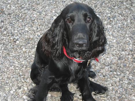 Cocker spaniel Frida - Her har I mig så:) billede 1