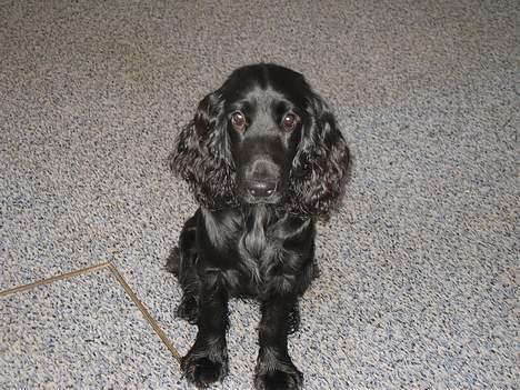 Cocker spaniel Frida - Min mor syntes jeg er dygtig til at sætte mig. billede 2