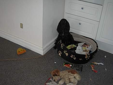 Cocker spaniel Frida - Her har jeg vist lavet lidt ballade:) billede 3