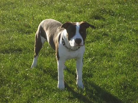 Blanding af racer kato billede 1