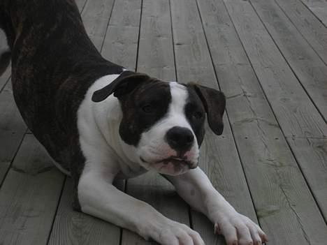 Blanding af racer kato billede 2