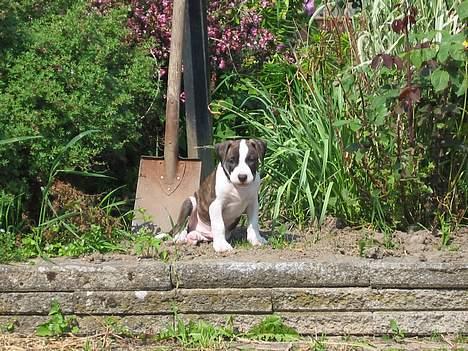 Blanding af racer kato billede 3