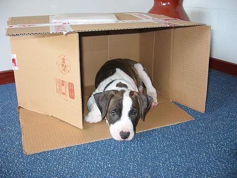 Blanding af racer kato billede 5