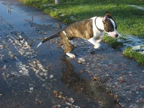 Blanding af racer kato billede 6