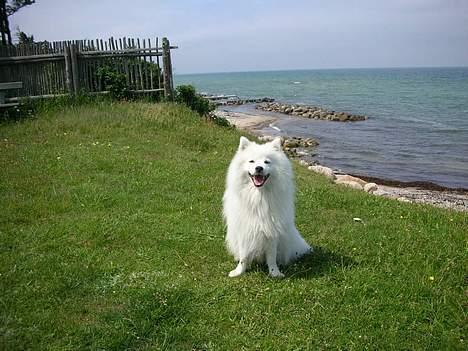 Japansk spids Mikki billede 1