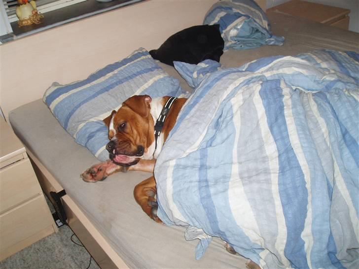 Amerikansk bulldog Chivas billede 11