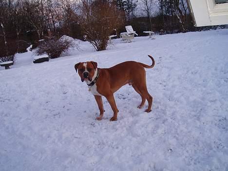 Amerikansk bulldog Chivas billede 12