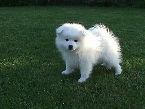 Japansk spids Mikki billede 2