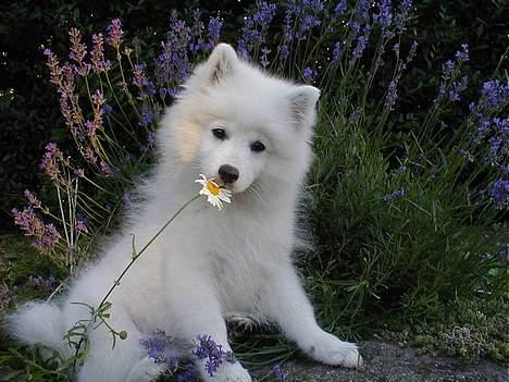 Japansk spids Mikki billede 3