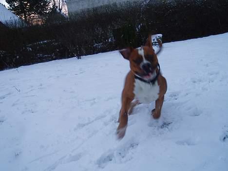 Amerikansk bulldog Chivas billede 13