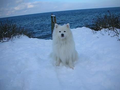 Japansk spids Mikki billede 4