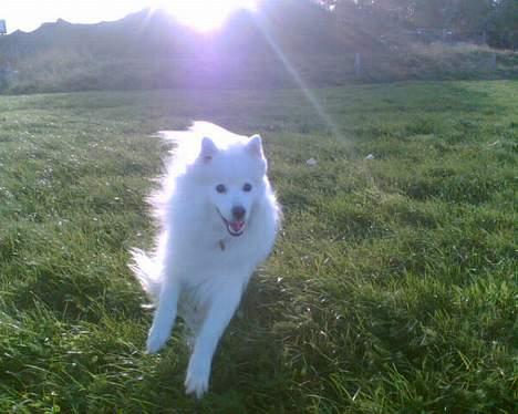 Japansk spids Mikki billede 5