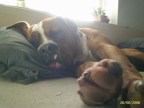 Amerikansk bulldog Chivas billede 14