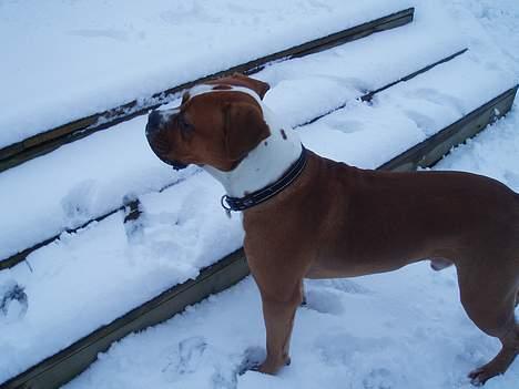 Amerikansk bulldog Chivas billede 15