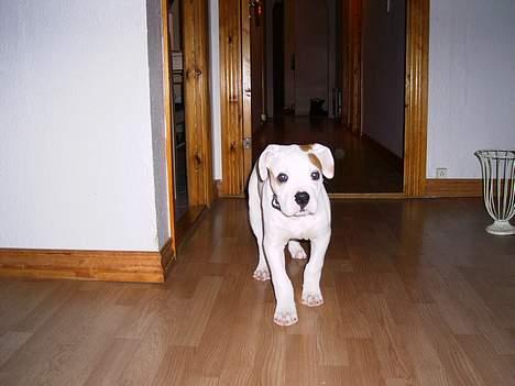 Amerikansk bulldog Diesel aka prutsvin:-P - Se lieg hvor lækker jeg er billede 5