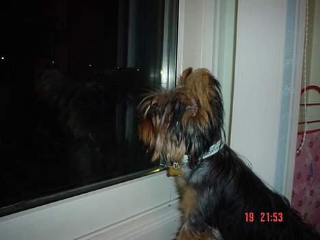 Yorkshire terrier KENZO billede 12
