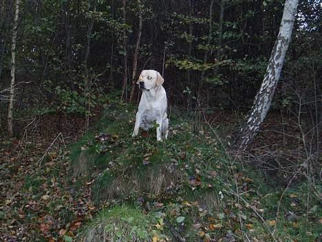 Labrador retriever Mackin. billede 15