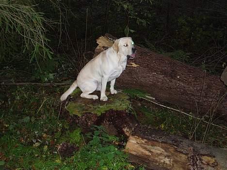 Labrador retriever Mackin. billede 16