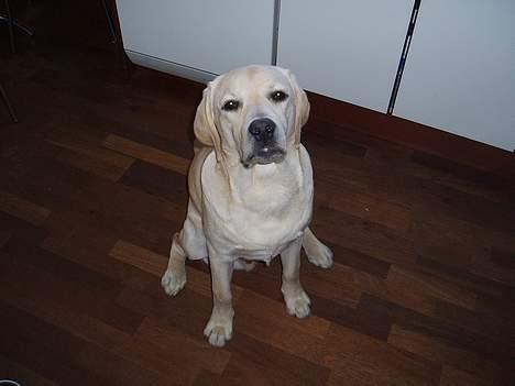 Labrador retriever Mackin. billede 17