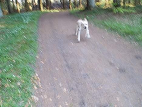 Labrador retriever Mackin. billede 18