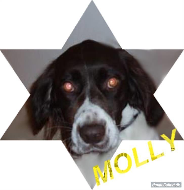 Drentsche patrijshond molly - Velkommen til min profil (læg gerne en kommentar og giv en stemme)  billede 1