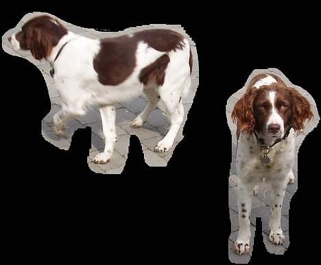 Drentsche patrijshond molly - det er molly og gina billede 3