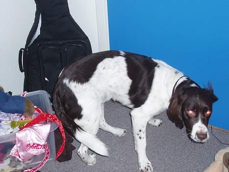 Drentsche patrijshond molly - jeg gider ikke fotograferes:-( billede 4