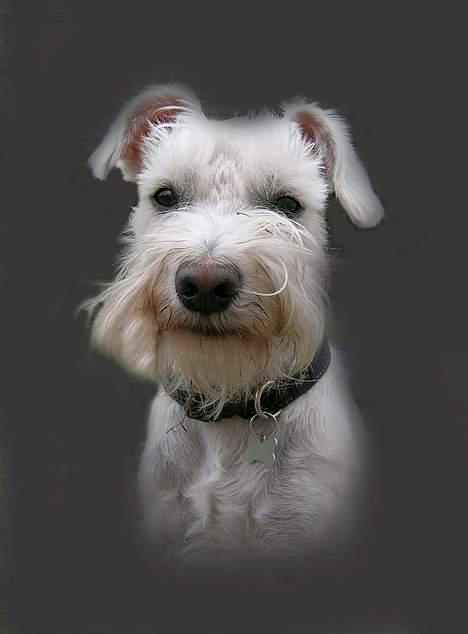 Dvaergschnauzer Egon billede 13