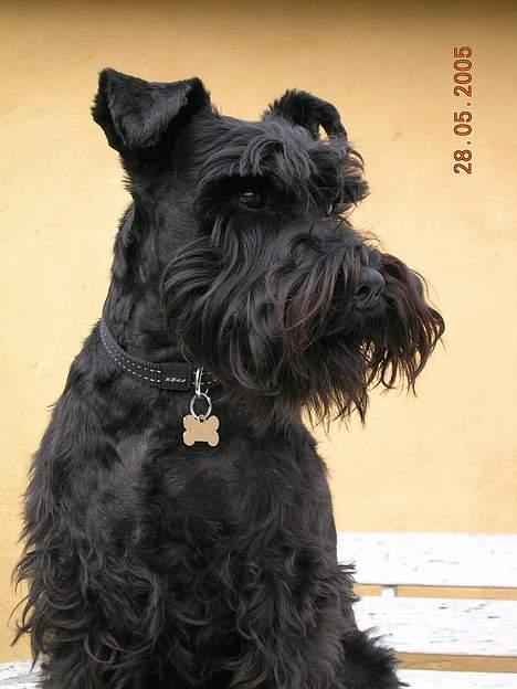 Dvaergschnauzer Laban billede 10