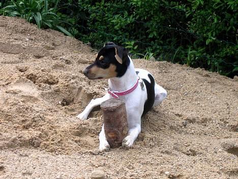 Dansk svensk gaardhund Rasmine *DØD* - I sandet og lege. Her beskytter hun sit træstykke billede 13