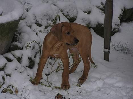Rhodesian ridgeback ozzy - ozzy er i sne for første gang i dag.. han bliver 11 uger i morgen! billede 7
